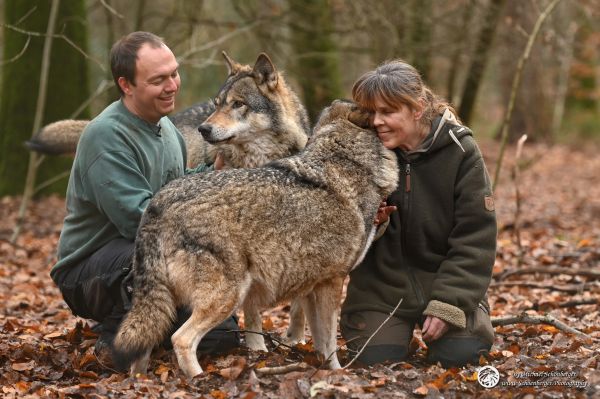 Familientreffen bei den litauischen Wölfen